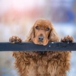 Betydningen af Hundetræning: En Dybere Forståelse