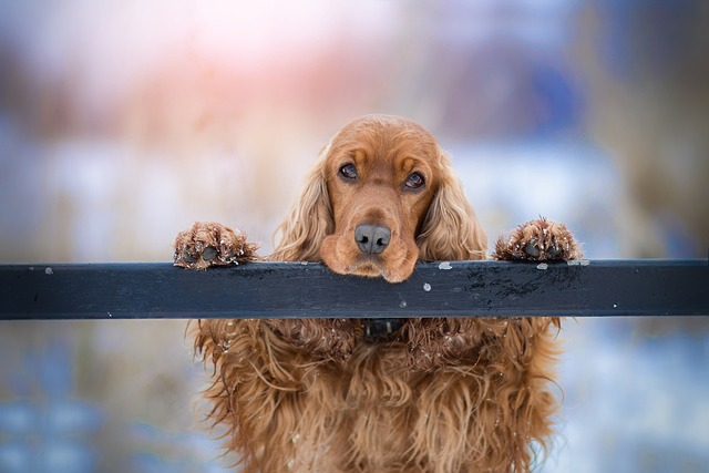 Betydningen af Hundetræning: En Dybere Forståelse